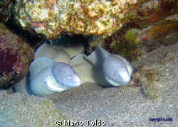 A beautiful couple of "peppered moray" by Mario Toldo 